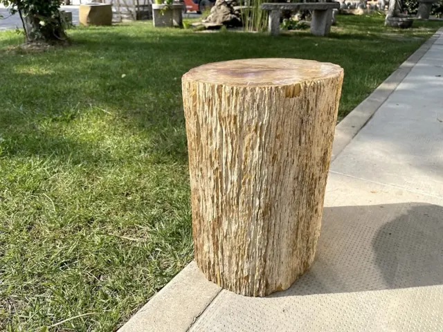 Legno pietrificato / silicizzato